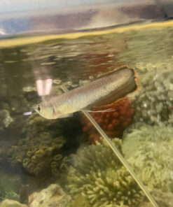 Schwarzer Arowana – Jungtier