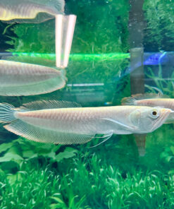 Albino Silver Arowana XL kaufen