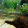 Arapaima gigas kaufen