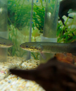 Arapaima gigas kaufen
