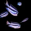 Bellus Kaiserfisch Weibchen kaufen