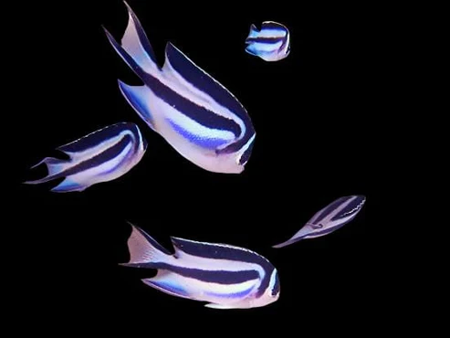 Bellus Kaiserfisch Weibchen kaufen