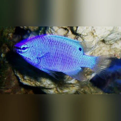 Blue Damselfish – Pflegleichter Meerwasser-Salmler für Ihr Aquarium