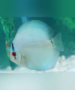 Cobalt Diskusfisch