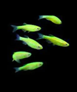 Electric Green GloFish Danio kaufen