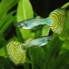 Green Cobra Guppy (Poecilia reticulata) – Männlich