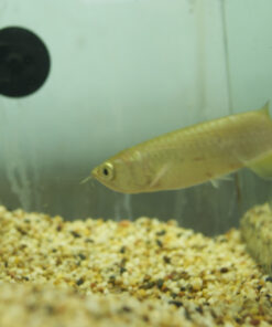 Jardini Arowana