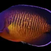 Korallen-Kaiserfisch (Coral Beauty Angelfish)