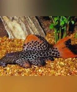 L-114 Leopard Cactus Pleco – Exotischer Wels aus Brasilien