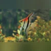 Manacapuru Red Shoulder Skalar – Exotischer Süßwasserfisch