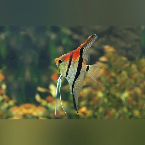 Manacapuru Red Shoulder Skalar – Exotischer Süßwasserfisch