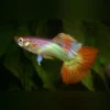 Pink Flamingo Guppy (Paar) kaufen