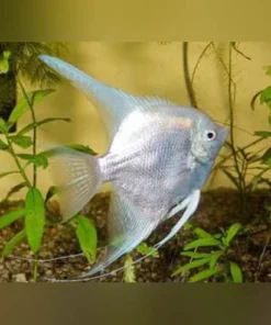 Platinum Skalare – Eleganter Angelfish für Ihr Aquarium