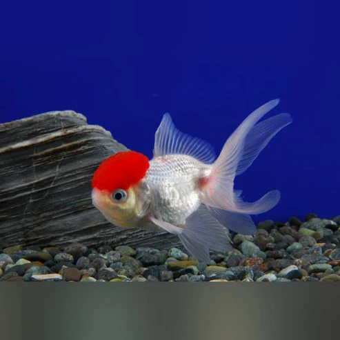 Red Cap Oranda Goldfisch