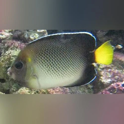Zierfische Online Kaufen