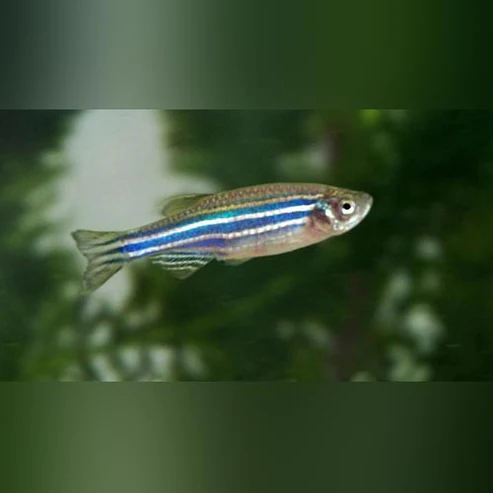 Zebra Danio (Danio rerio) kaufen