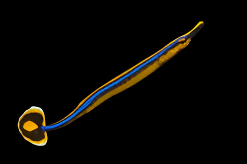 Blaustreifiger Seenadel – Doryrhamphus excisus