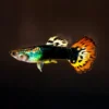Dragon Guppy (Paar) kaufen