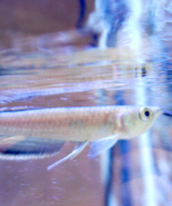 Schwarzer Arowana – Jungtier