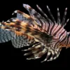 Volitan Löwenfisch (Pterois volitans)